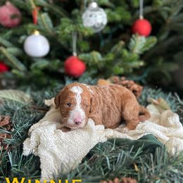 Winnie - Red  female Goldendoodle puppy in Palmetto Bay, Florida from SOMIDOODLES