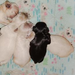 Cocker Spaniel Puppies from Top Notch Sporting Dogs