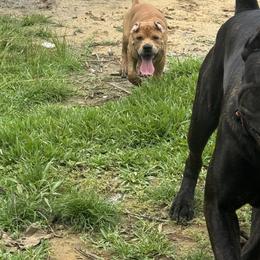 Cane Corso Puppies from TopNotch Corsos