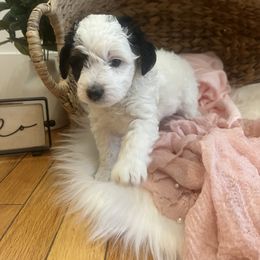 Bernedoodle Puppies from Timber Trail Bernedoodles RI