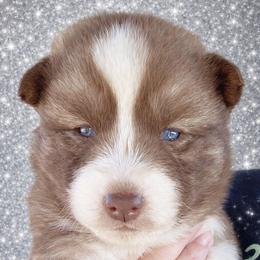 Boy 2 - Red and white male Siberian Husky puppy in Terre Haute, Indiana from April's Huskies