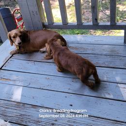 Dachshund Puppies from CLARK'S BREEDING PROGRAM