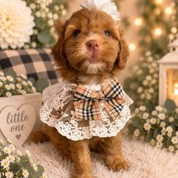 Glory - Purple Collar - Apricot female Goldendoodle puppy in Huntsville, Alabama from Falcon Ridge Doodles
