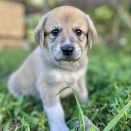 Baby Clyde - Biscuit and white male Anatolian Shepherd Dog puppy in Fort Pierce, Florida from Quiet Waters
