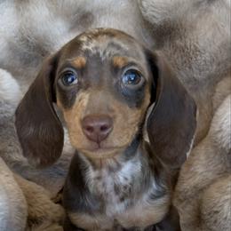 Bridget - Dapple female Dachshund puppy in Tonopah, Arizona from Brandie's Dachshunds