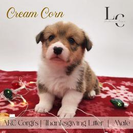 Cream Corn - Red male Pembroke Welsh Corgi puppy in Pine Village, Indiana from NL Horsemanship