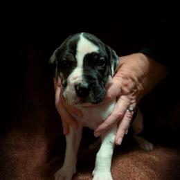 Oolong - Harlequin male Great Dane puppy in Marlow, New Hampshire from Fox Hill Danes