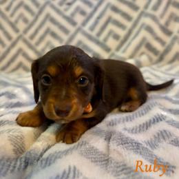 Ruby - Chocolate and tan female Dachshund puppy in Aiken, South Carolina from State Eight Dachshunds