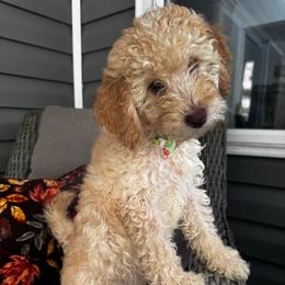 Hei Hei - Apricot male Goldendoodle puppy in Camden, North Carolina from Oopsie Doodles of NC