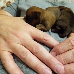 Brussels Griffon Puppies from Makimaki