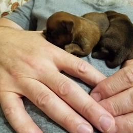 Brussels Griffon Puppies from Makimaki