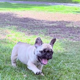 Chip - Fawn female French Bulldog puppy in Lakeside, California from French Houzz
