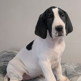 Larissa - Black and white female Great Dane puppy in Bay City, Michigan from Monarch Danes