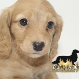 Dachshund Puppies from Piney Woods Miniature Dachshunds LLC