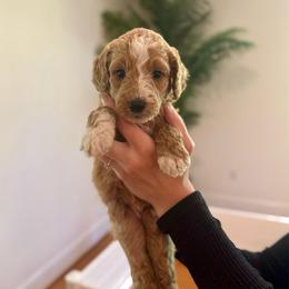 Mango - Red  female Goldendoodle puppy in Kenansville, North Carolina from J+A Family Doodles