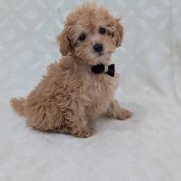 Frankie - Apricot male Poodle puppy in Apex, North Carolina from Happy puppies