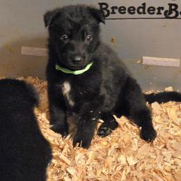 L green - Black female German Shepherd puppy in Roy, Washington from Diwaids Working German Shepherd Dogs