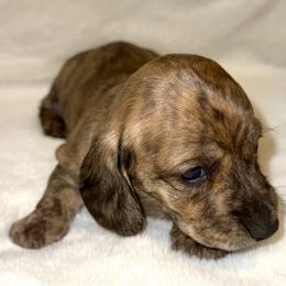 Girl 2 - Brindle female Dachshund puppy in Fredonia, Arizona from Desert Horizon Dachshunds