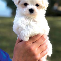 Maltese Puppies from Oak Grove Maltese
