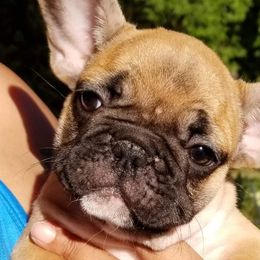 French Bulldogs from The Bully Barn
