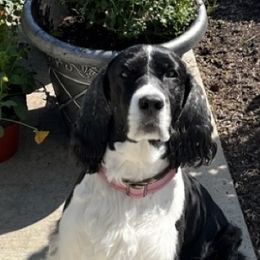 Katie - English Springer Spaniel