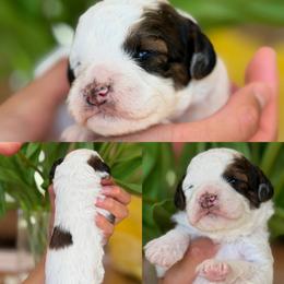 Donald - Parti male Poodle puppy in Yuciapa, California from AlltheDoodlez_