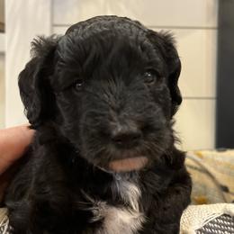 Aussiedoodle Puppies from Avery's Aussiedoodles