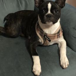 Sutton - Boston Terrier