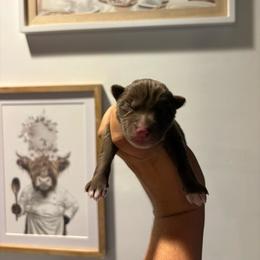 Girl 1 - Red and white female Siberian Husky puppy in Pelham, Alabama from Tails & Belles Dog Breeding