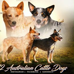 Brody AKC - Blue speckled male Australian Cattle Dog puppy in Sahuarita, Arizona from A2 Australian Cattle Dogs