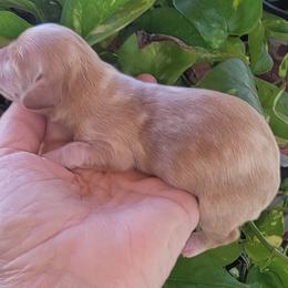 Dachshund Puppies from CLARK'S BREEDING PROGRAM