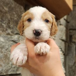Goose - Yellow and white male Bernedoodle puppy in Pollock Pines, California from Ten Acre Wood Doodles