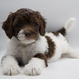 Yellow - Parti female Goldendoodle puppy in Medina, Ohio from Farmer Doodles