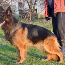 Audrey - Black and red female German Shepherd puppy in Pueblo West, Colorado from 5 Star German Shepherds aka Martin Family German Shepherds