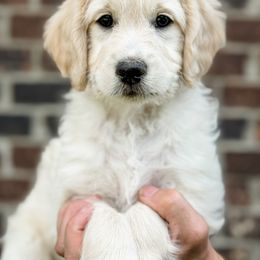 Goldendoodle Puppies from Gentry Doodles