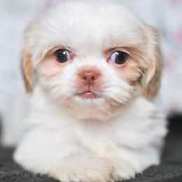 Willow - White female Shih Tzu puppy in Montrose, Colorado from Nana's Happy Pups