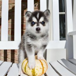 Pomsky Puppies from Pristine Pomskies