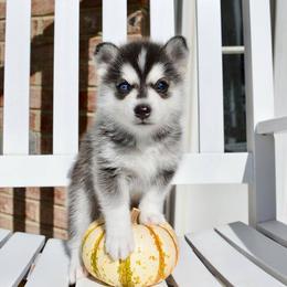Pomsky Puppies from Pristine Pomskies