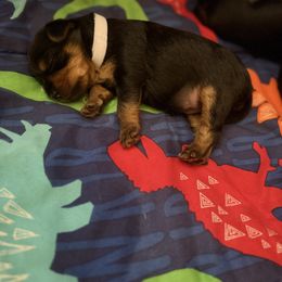 Yorkshire Terrier Puppies from The Yorkie House