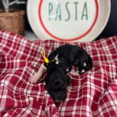 Angel Hair - White and black female Bordoodle puppy in Valley Center, California from Circle R Valley Bordoodls