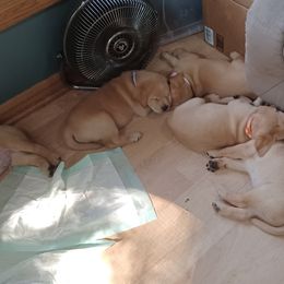 Labrador Retriever Puppies from Rocky Point Labradors
