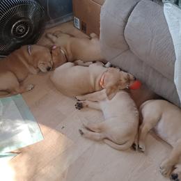 Labrador Retriever Puppies from Rocky Point Labradors