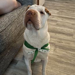 Chinese Shar-Pei from PeibyBears