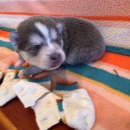 Chanel - Blue female Pomsky puppy in Bucyrus, Missouri from Hill Top Pomskies