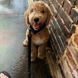 Goldendoodle Puppies from Doodley Doodles