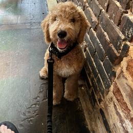 Goldendoodle Puppies from Doodley Doodles