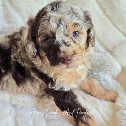 Moana - Brown merle female Aussiedoodle puppy in Cleveland, Georgia from Jam's Doodles And Poodles