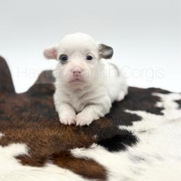 McSnowball - Black and tan female Pembroke Welsh Corgi puppy in Rozet, Wyoming from Hayday Ranch Corgis