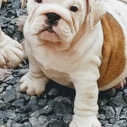 Bulldog Puppies from Blazer Bulldog