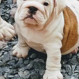 Bulldog Puppies from Blazer Bulldog